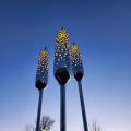 typha